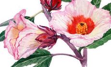 三字名字大全女孩带晨