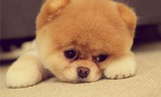 小狗狗名字取名方法