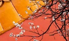 86年老虎取什么名字好