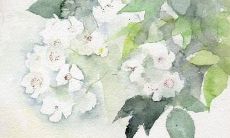 女孩用恩佐的名字好吗