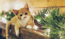 天秤座最可怕的一面 真心爱天秤座的星座