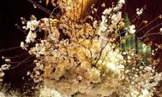 最强大的四个上升星座 内心坚定的星座