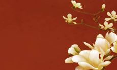 女孩名字草字旁的字有哪些字