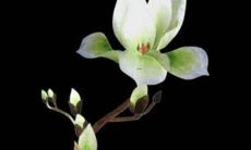 属虎的名字带火好吗