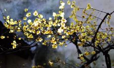 2020年腊月二十九小除夕出生的宝宝起名 八字吉利名字推荐