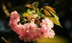 2020年阴历闰四月十九出生—女孩五行名字内涵解读！