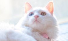 双子座最依赖的星座 最懂双子座的星座