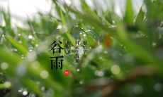 2020年谷雨出生八字五行缺土女孩（清新、时尚）起名