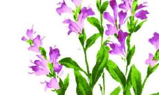 诗里的名字女孩名字