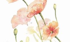 6月份的虎宝宝和12月的猴爸爸