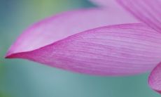 女鸡男狗婚姻好不好 女鸡男狗生什么属相宝宝好