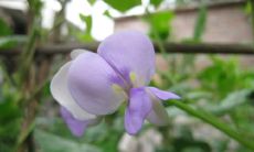 2020年农历闰四月二十日出生五行缺木男宝宝起名