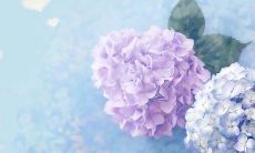 经典的QQ网名大全 简单经典的网名大全