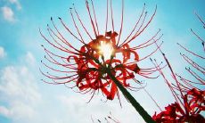 有关彼岸花的网名 唯美彼岸花网名大全