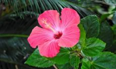 梦见斥责爸爸是什么意思