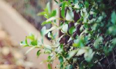 好听可爱的网名 适合女生的网名