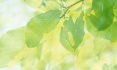 好听又好记的网名 好听的网名大全