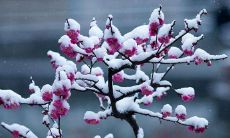 2020年小除夕腊月二十九日出生的女孩起名 八字起名大全