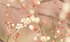 最新可爱女生网名大全