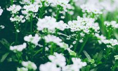 唯美大气古风网名大全