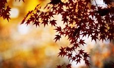 诗意唯美有意境的网名大全