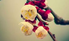 唯美诗意网名大全