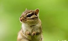 2022年属鼠女性运气如何，虎年生肖属鼠女带什么转运