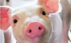 1971年属猪2022年破太岁运势怎么化解，71年51岁生肖猪犯太岁戴什么