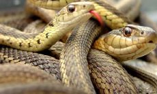 1965年属蛇2022年刑太岁运势怎么化解，65年57岁生肖蛇犯太岁戴什么