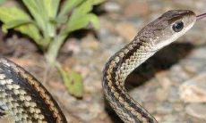 1977年属蛇2022年刑太岁要注意什么，77年45岁属蛇犯太岁是什么意思