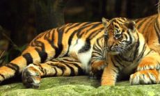 1962年属虎2022年本命年要注意什么，62年60岁属虎本命年是什么意思