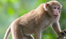 1980年属猴2022年冲太岁要注意什么，80年42岁属猴犯太岁是什么意思