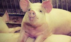 1959年属猪2022年破太岁要注意什么，59年63岁属猪犯太岁是什么意思