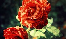 最新搞笑类男生网名大全