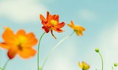 2020年农历闰四月十七出生五行缺土女孩名字