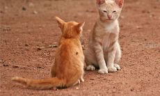 可爱的猫咪名字