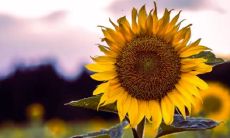 狮子座配什么星座 狮子座配对星座排名