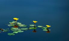 2020年农历五月二十一日出生的女孩起什么名字吉利？