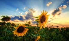 双鱼和双子 双鱼双子配对指数