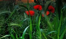 属虎与属兔相配好不好 虎与兔相配的婚姻如何