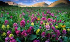 属鸡的几月出生最好命 属鸡最好命的月份