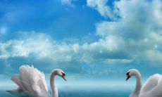 鸡和什么属相相冲 鸡相冲相克是什么生肖