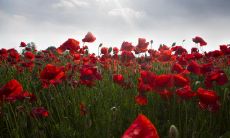 三两八钱男命最准确解释 三两八钱男命当多大领导