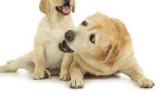 生肖狗人的名字带什么好？