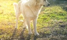 属狗取名需要的注意事项