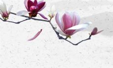 2023年1973年属牛的运势