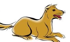 生肖狗起什么名字好？