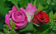 梦见蛇咬手出血是什么意思