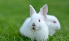 属兔的人起什么名字好？