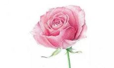 李飞什么女孩名字